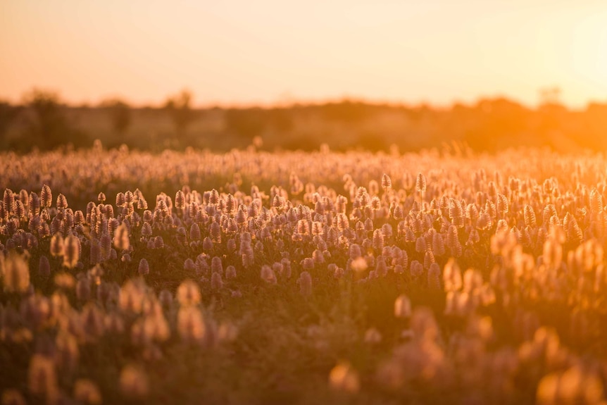 A field filled with abundant lilac flowers turns orange as sunset illuminates them and the paddocks around them