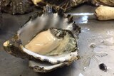 Tasmanian oyster supplies expected to drop off sharply early next year.