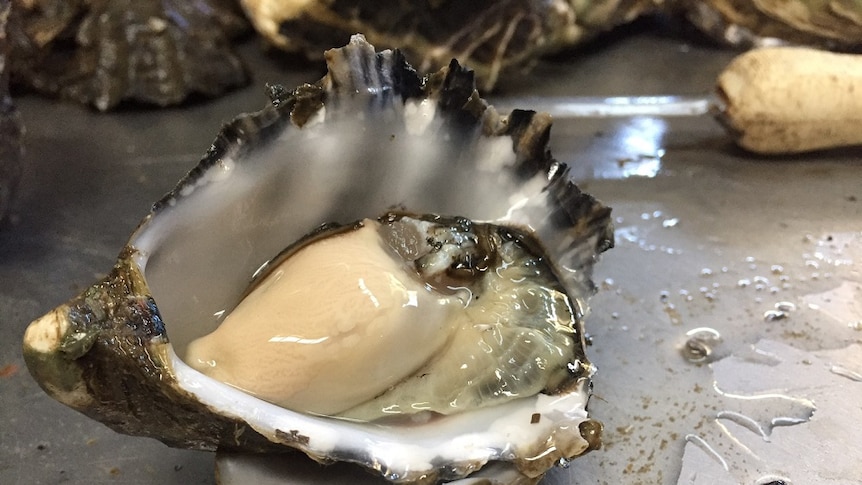 Tasmanian oyster supplies expected to drop off sharply early next year.