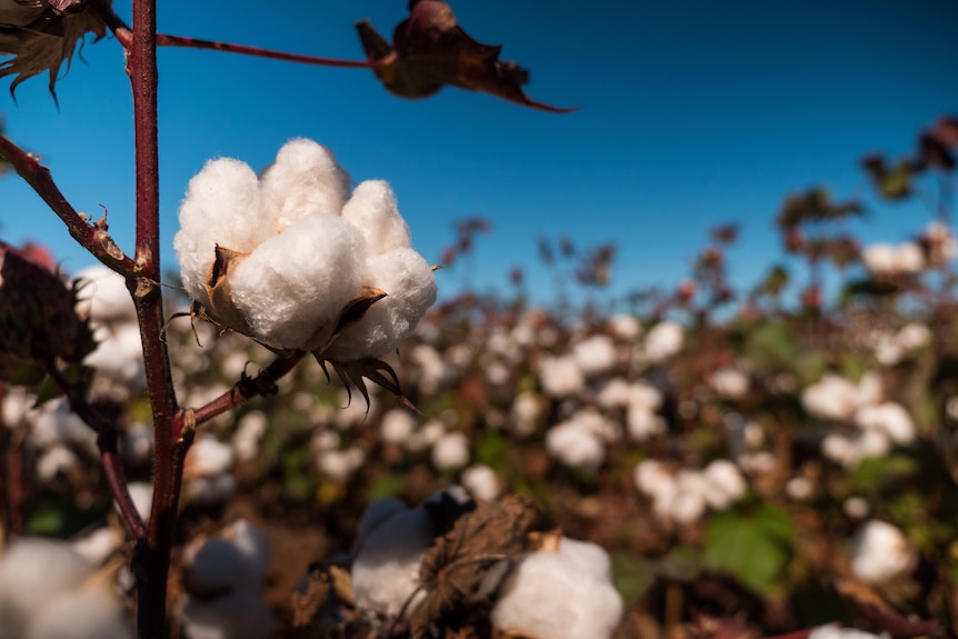 Bulbs of cotton on a sunny clear blue day. 