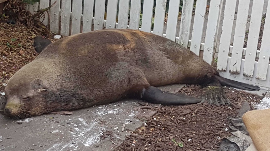 A seal found in Launceston sleeps behind a cordon