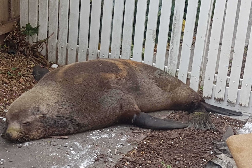 A seal found in Launceston sleeps behind a cordon