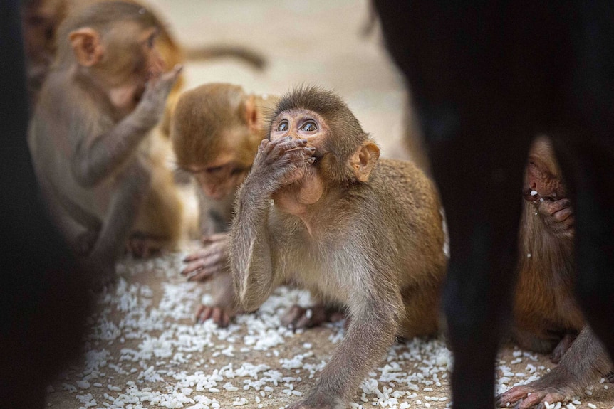a handful of monkeys sit on the ground eating puffed rice.