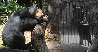 An old and new picture of a sun bear at Perth Zoo