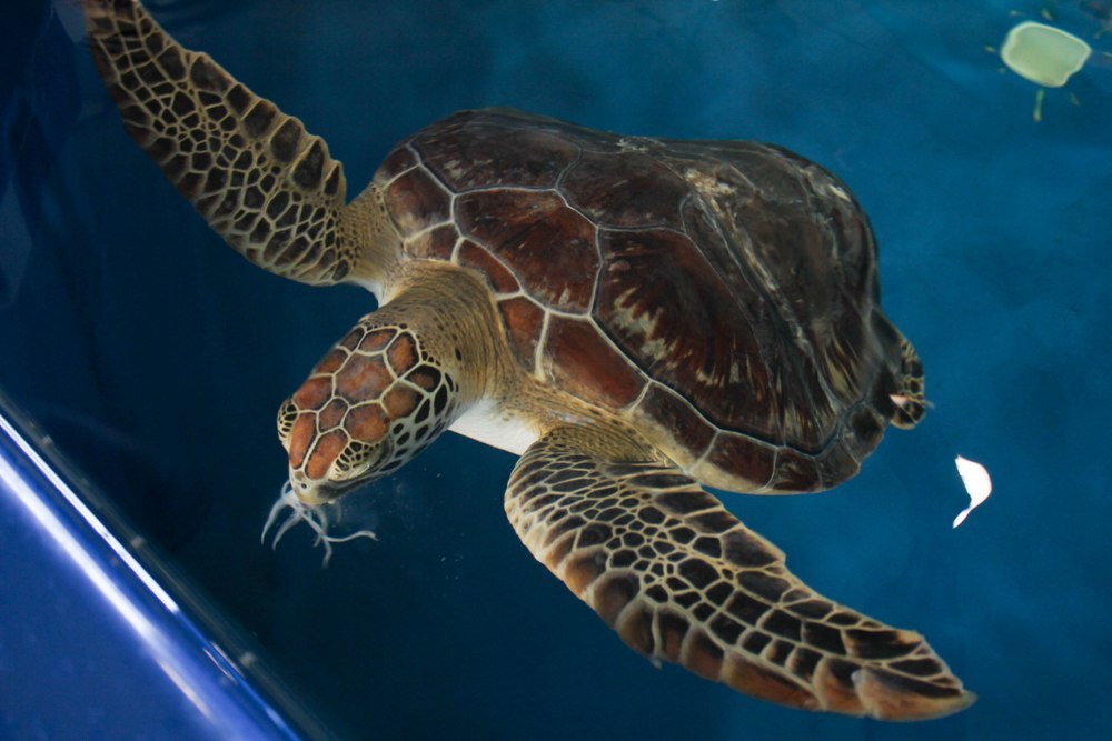 Diamond the turtle released into wild after recovering from severe boat ...
