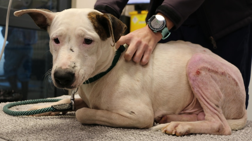 Dog Buzz on vet treatment table after being hit by a car 