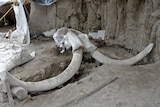 A huge mammoth skeleton found in Mexico.