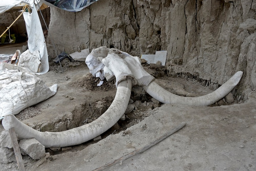 A huge mammoth skeleton found in Mexico.