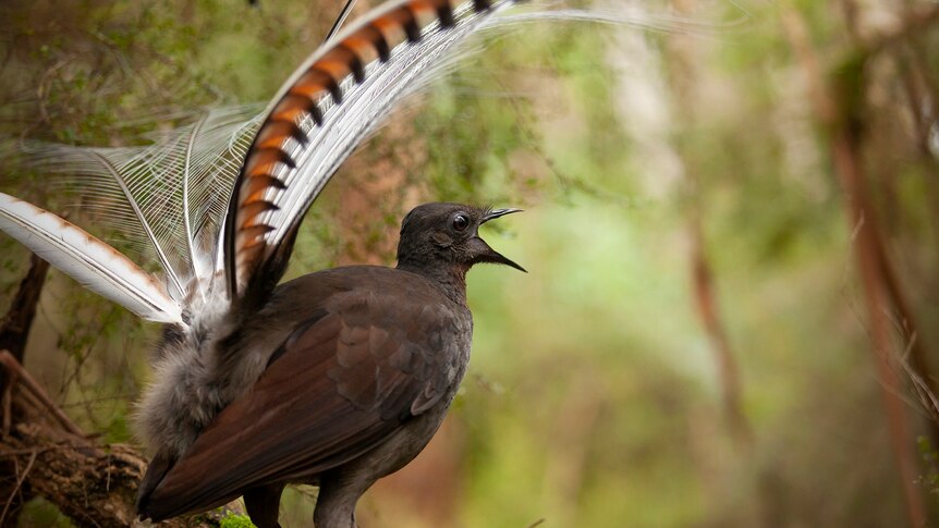 A lyrebird sings in an unidentified rainforest in Australia.