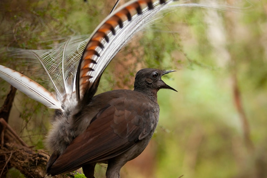 A lyrebird sings in an unidentified rainforest in Australia.