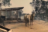 A pair of horses stand in the ruins of a building destroyed by fire, against a hazy sky