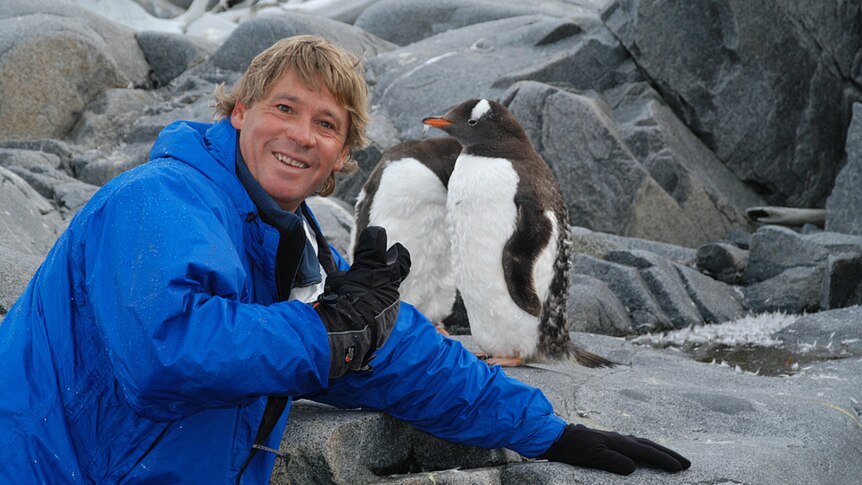 Steve Irwin with penguins. Date unknown.