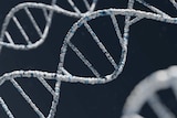 White DNA double helix on white background