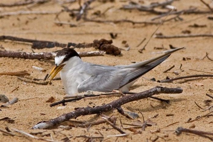 A grey and white bird with a sharp and long yellow beak sits in the sand surrounded by sticks.