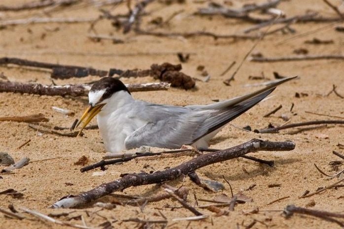 An endangered Little Tern.