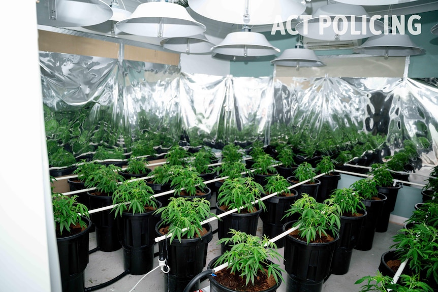 Cannabis plants bust