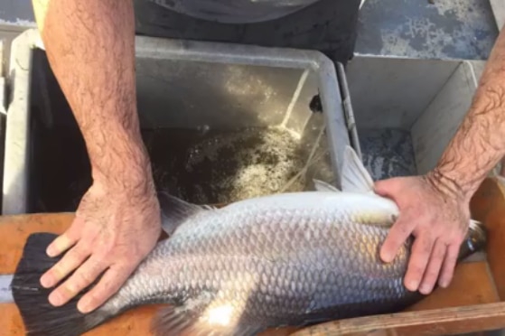 A barramundi