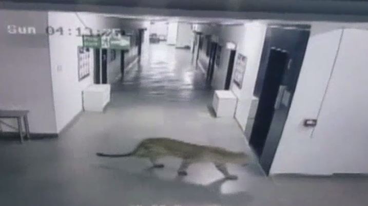A leopard walks through a school.