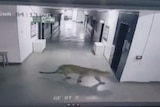 A leopard walks through a school.