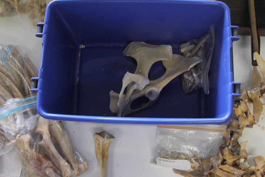 A bird's eye view of bones in a blue plastic container.