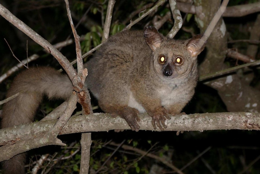 A small lemur-like animal on a tree branch at night. Its eyes are glowing bright yellow.