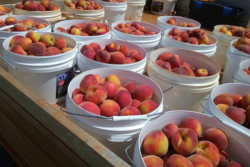 QCH buckets of belle pesche peaches