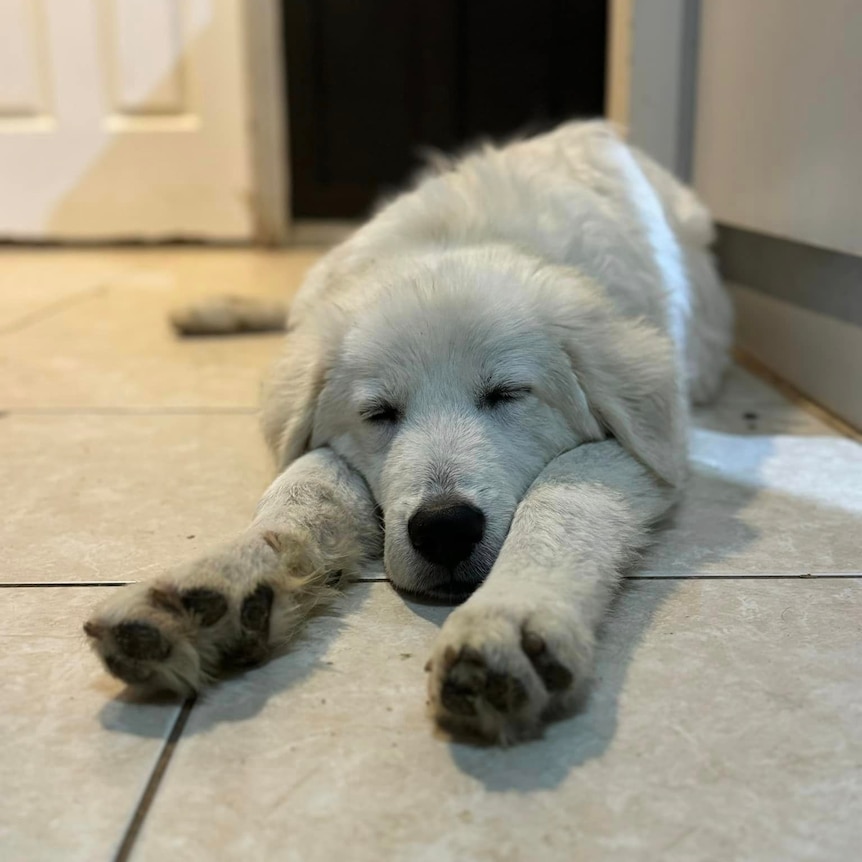 a white hairy dog with black eyes and nose on it's belly with front legs outstretched on tiled floor