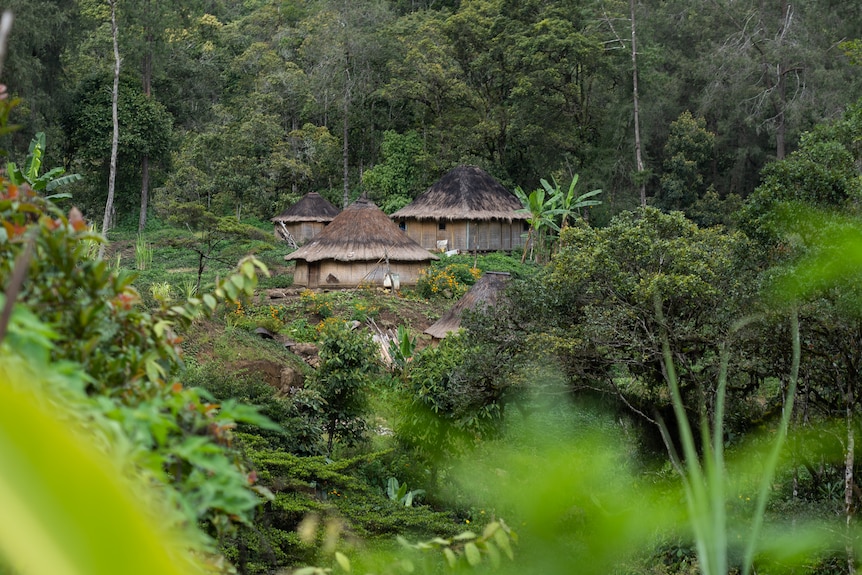 A hillside in Papua New Guinea surrounded by trees, with a few straw huts in the centre.