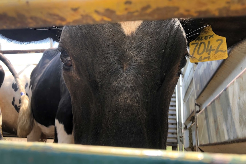 The head of a dairy cow staring through a metal pen