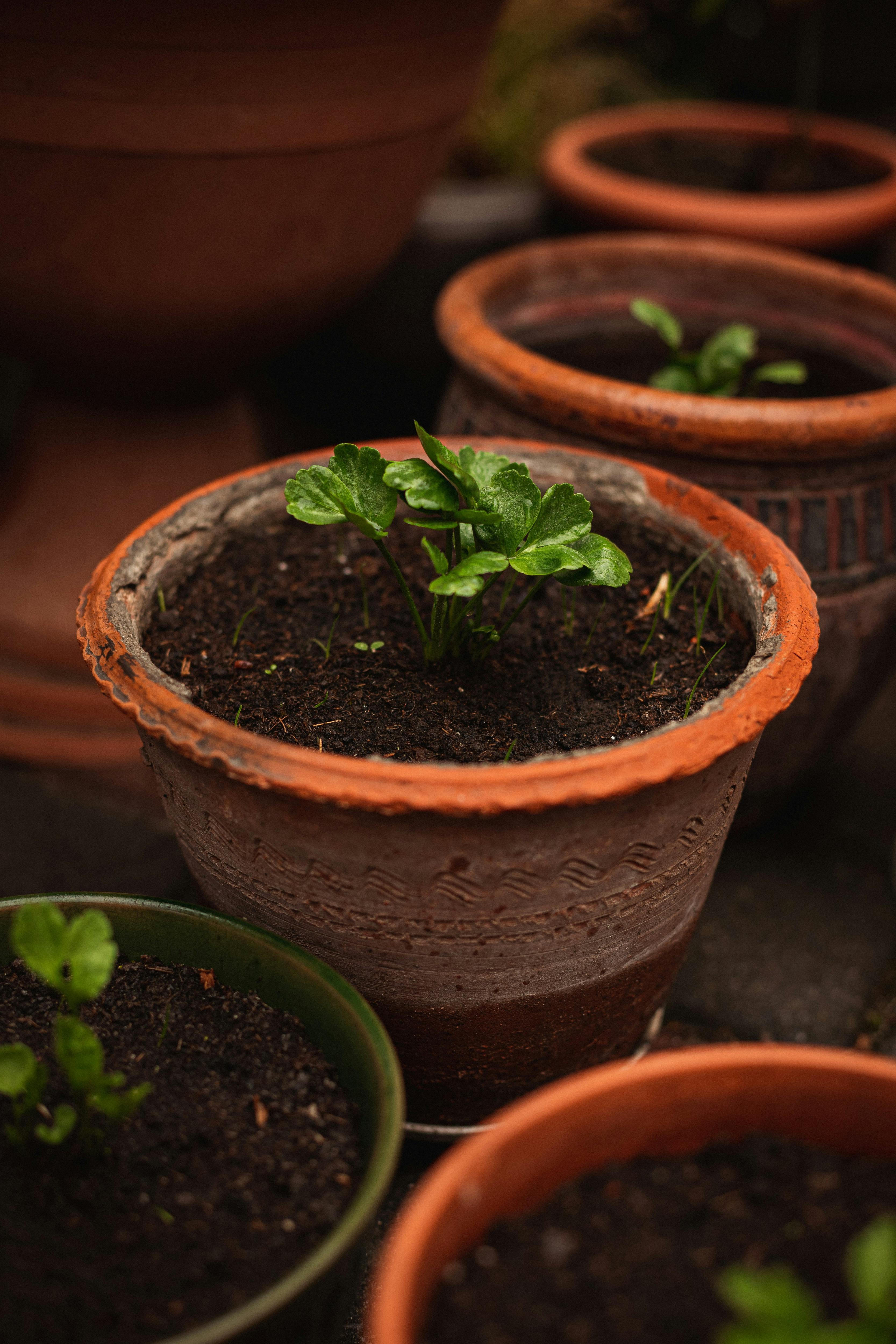 How to refresh your soil for veggie planting - ABC News & Headlines – Australian Broadcasting Corporation