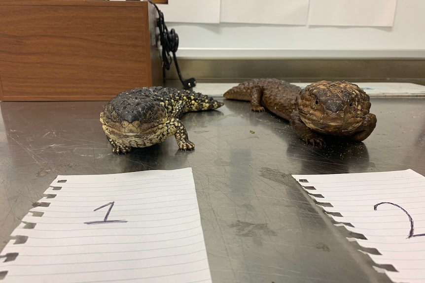Two lizards laying on a table in front of two pieces of paper with the numbers one and two written on it.