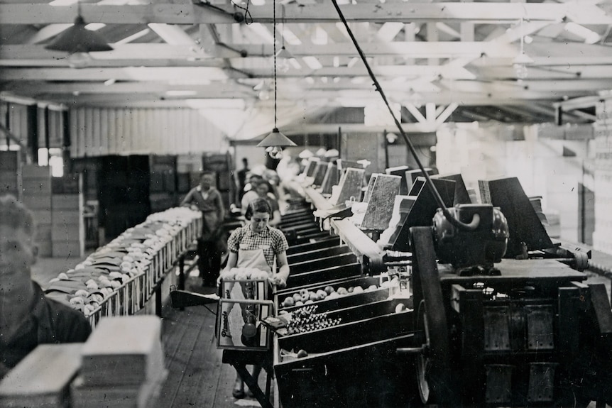 a black and white photo of an apple packing shed, a woman is working on packing apples