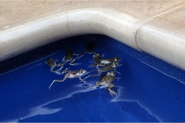 Three brown frogs swimming in a pool