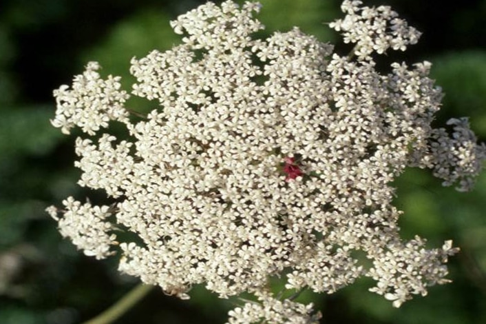 Flower of a wild carrot.