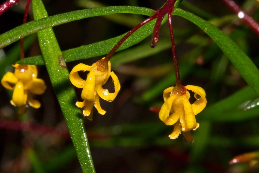 Persoonia nutans