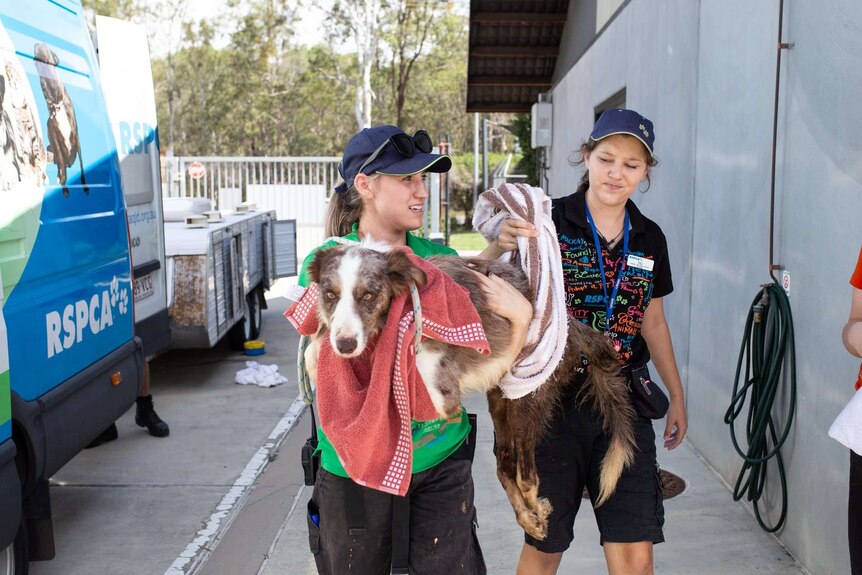 RSCPA staff seize animals from Storybook Farm Animal Garden Rescue, north of Brisbane