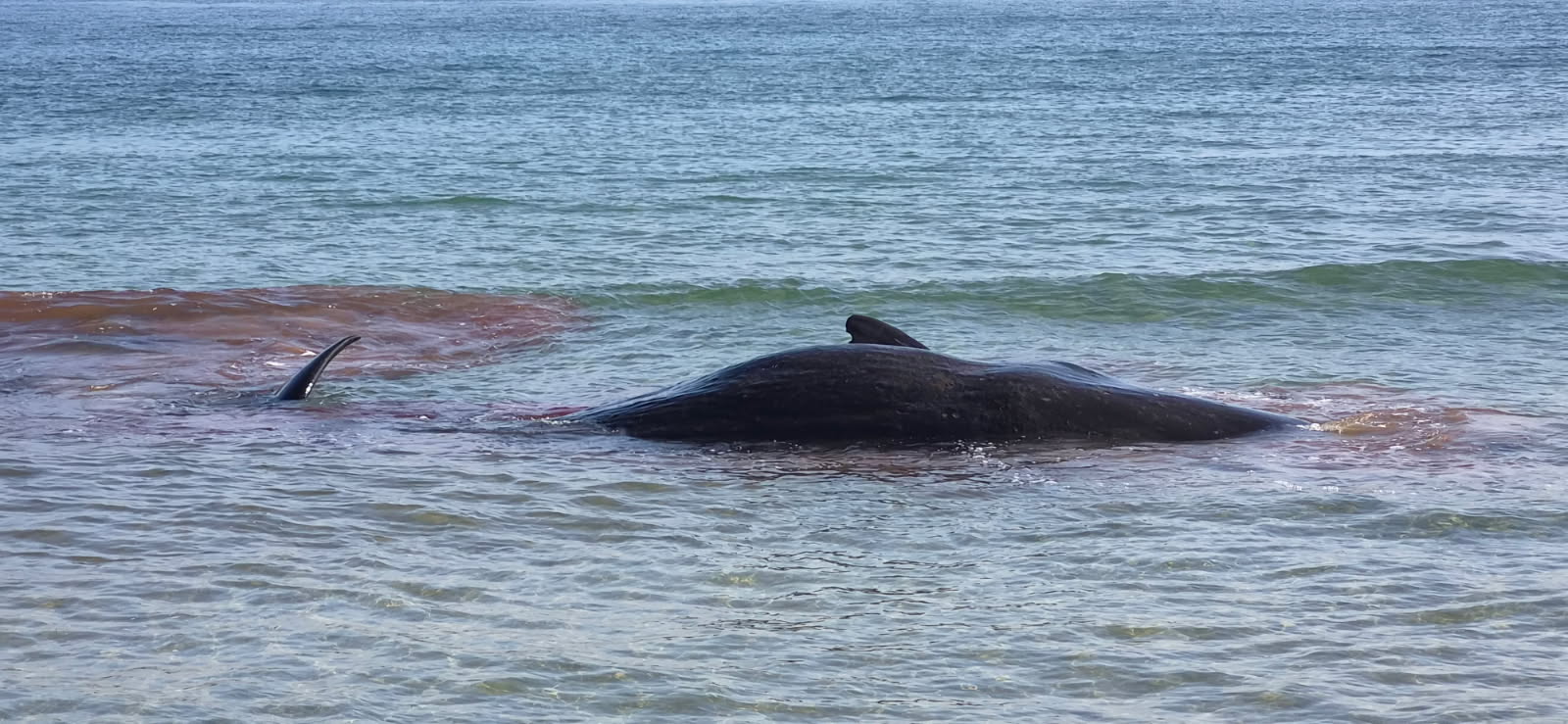 Sperm whale stranded near Devonport in Tasmania's north-west