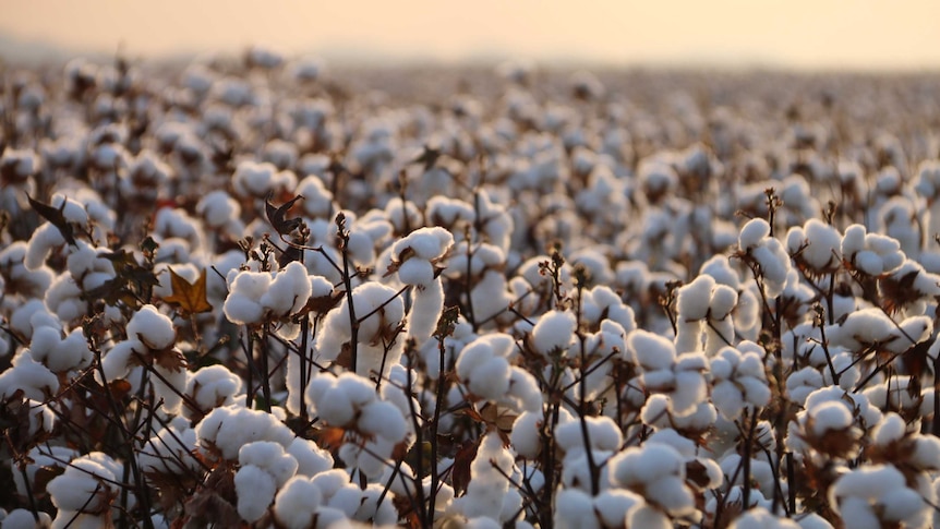 Cotton being grown in northern Australia.