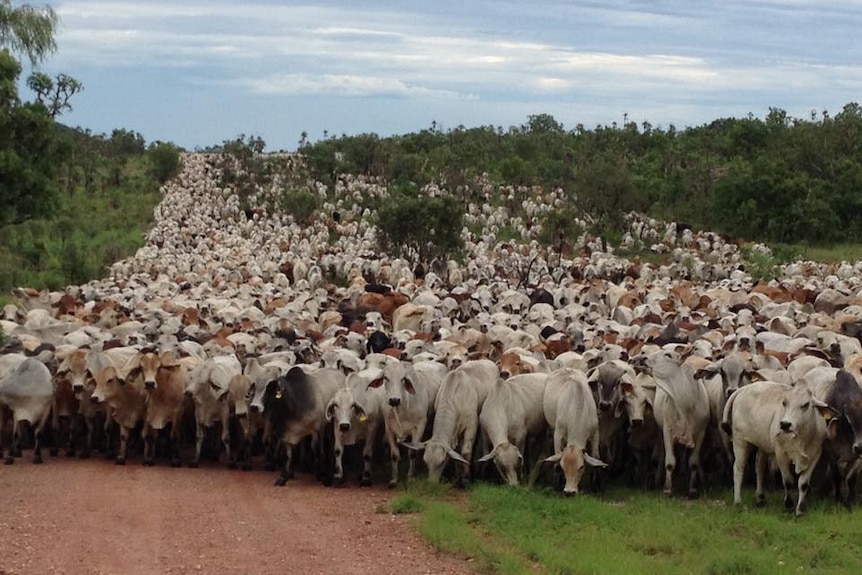 Cattle moving down a hill towards the camera