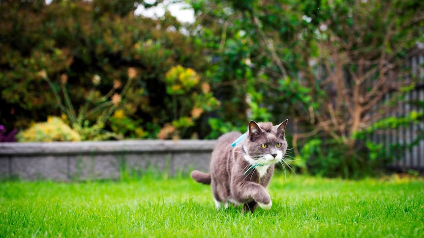 A cat walking outside wearing a GPS tracking device