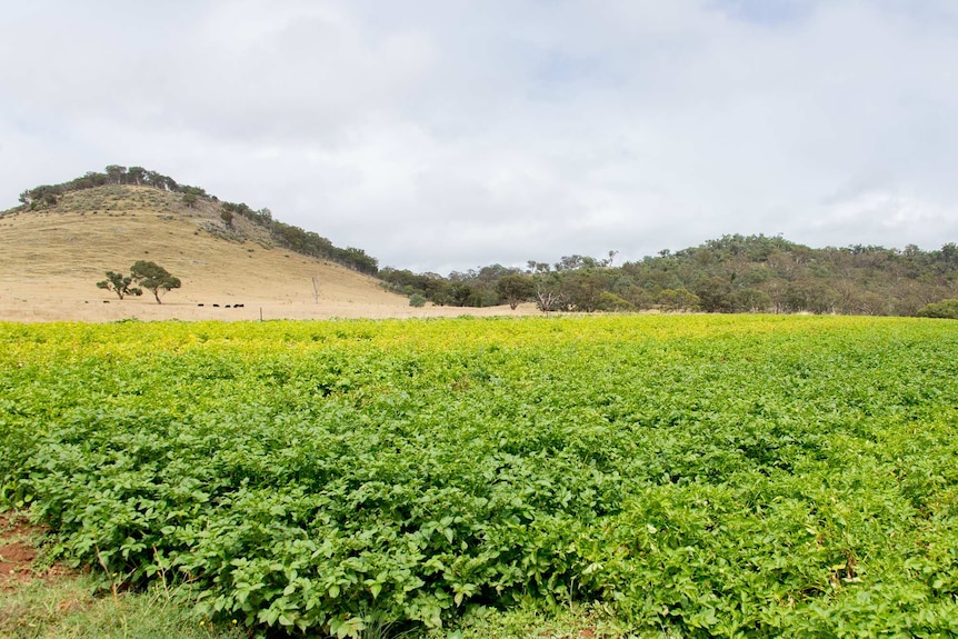 Potato plants