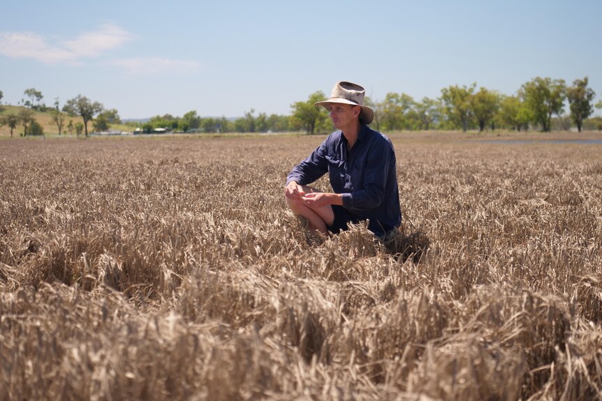 A QLD farmer is kneeling in a barley crop destroyed by floods