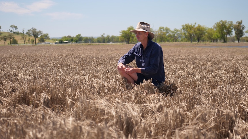 A farmer is kneeling in a barley crop destroyed by floods