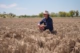 A farmer is kneeling in a barley crop destroyed by floods