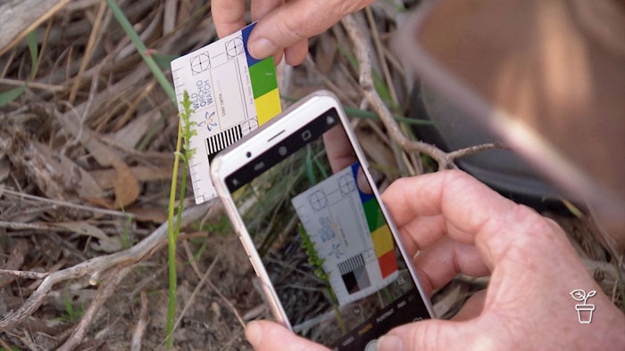 Mobile phone being used to take a photo of a plant with a colour and scale card held next to it