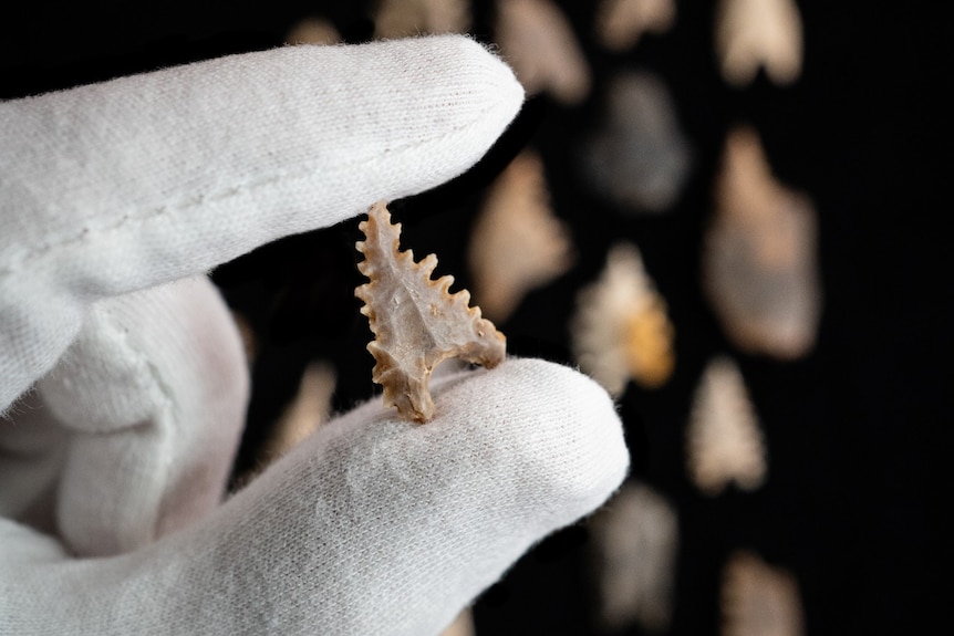 A white-gloved hand holding a serrated arrow head made of stone