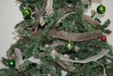 Snake sheds (skins) draped around a green artificial Christmas tree.