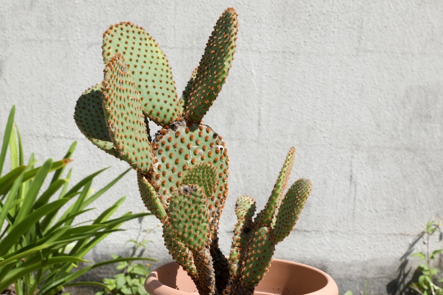 A cactus with red spots or spikes in a plastic terracotta pot, against a white brick wall, other plants behind, sun is shining.