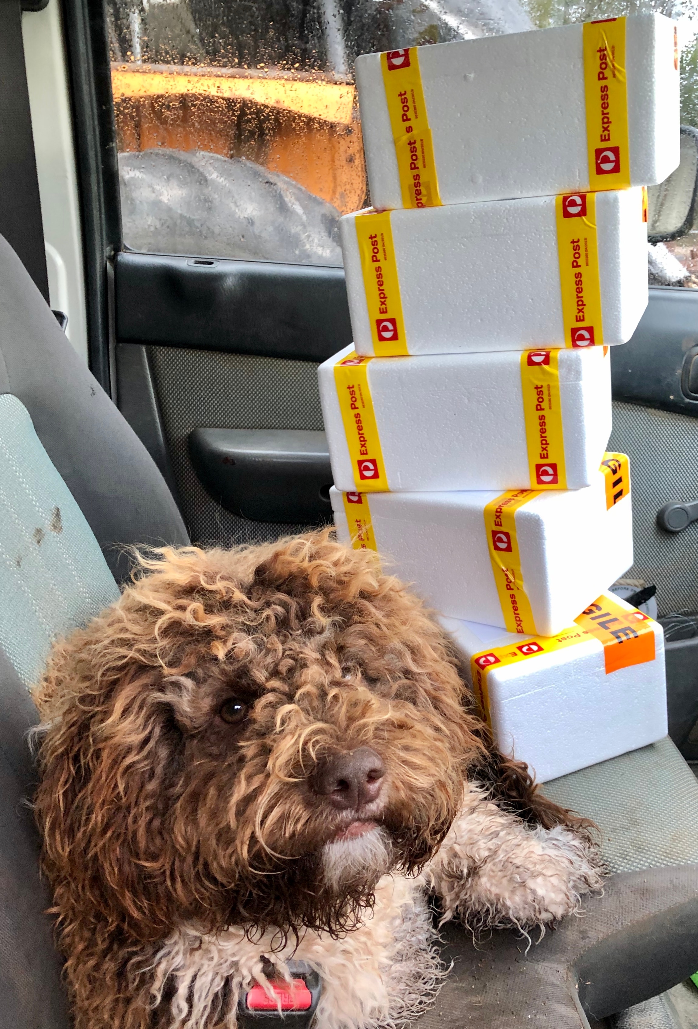 Un perro en la cabina de un vehículo junto a una pila de paquetes.