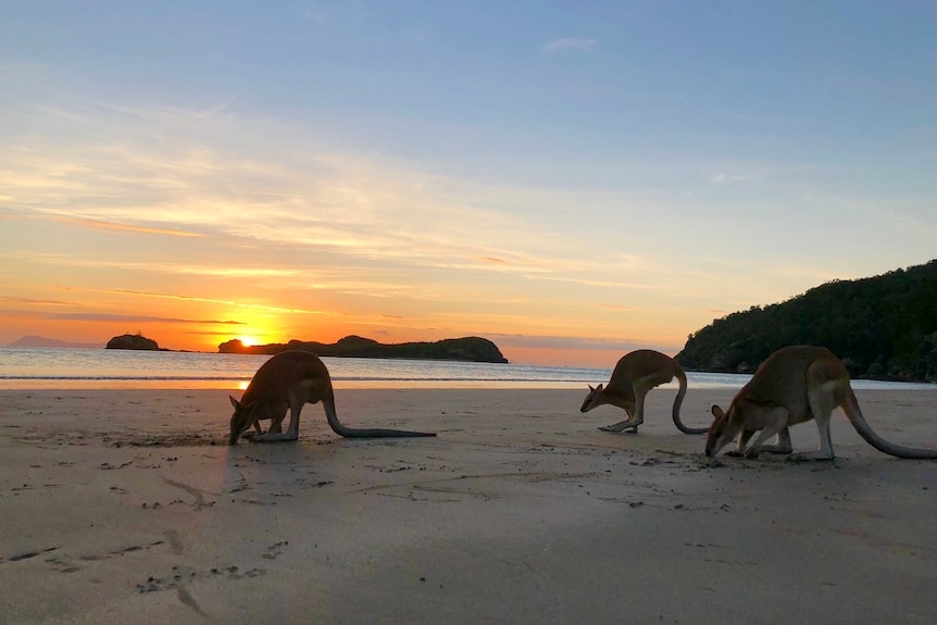 Kangaroos and wallabies feeding on Cape Hillsborough Beach at sunrise.